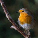 European Robin (Erithacus rubecula)